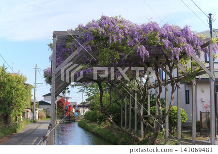 古川(宮城縣大崎市)的小田木川和紫藤花架 古川(宮城縣大崎市)的小田木川和紫藤花架 141069481