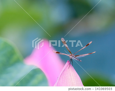 蜻蜓堅持蓮花 蜻蜓堅持蓮花 141069503