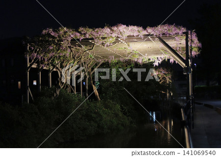 小田木川沿岸的紫藤花架被燈光照亮(宮城縣大崎市)。 小田木川沿岸的紫藤花架被燈光照亮(宮城縣大崎市)。 141069540
