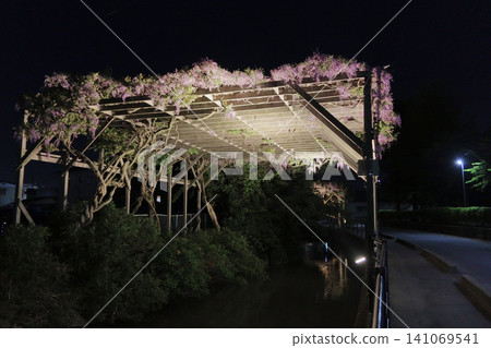小田木川沿岸的紫藤花架被燈光照亮(宮城縣大崎市)。 小田木川沿岸的紫藤花架被燈光照亮(宮城縣大崎市)。 141069541