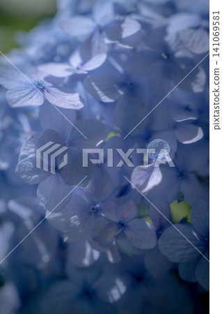 Blue hydrangea Blue hydrangea 141069581