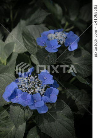 A photograph of a hydrangea ball-shaped cluster with numerous blue decorative flowers. A photograph of a hydrangea ball-shaped cluster with numerous blue decorative flowers. 141069582