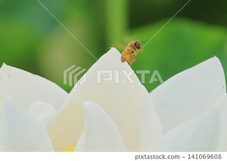 A close-up of a lotus petal. There's a bee in it too. A close-up of a lotus petal. There's a bee in it too. 141069608