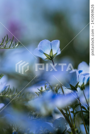 藍色的花 藍色的花 141069626