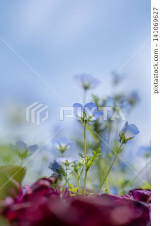 Blue Nemophila Blue Nemophila 141069627