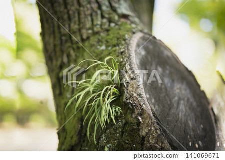 Close-up of epiphytic plants growing on the cut surface of a felled tree. Close-up of epiphytic plants growing on the cut surface of a felled tree. 141069671