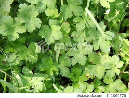GENOSHOKO leaves GENOSHOKO leaves 141069776