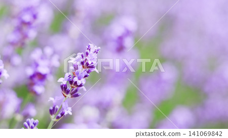 Lavender flower blooming in a soft light, illustrating nature's beauty, aromatherapy, and a tranquil summer garden 141069842