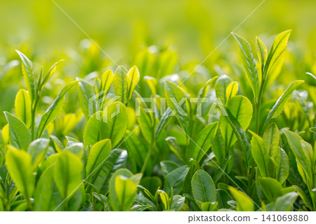 Sprout tea field Sprout tea field 141069880