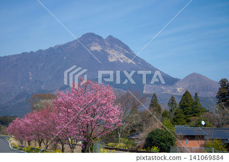 Yufudake and Kawazu cherry blossoms Yufudake and Kawazu cherry blossoms 141069884