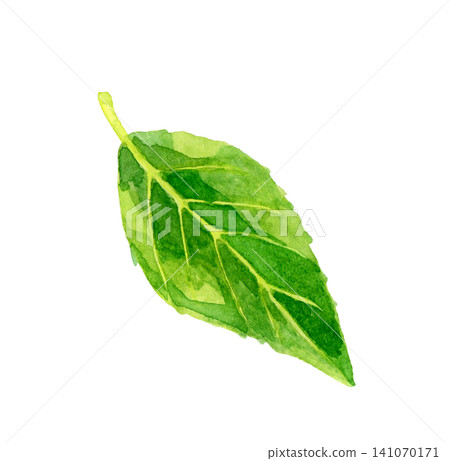 茶葉 - 手繪水彩插畫素材 茶葉 - 手繪水彩插畫素材 141070171