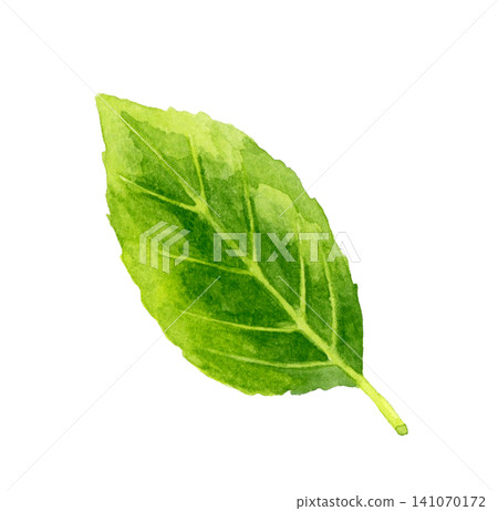 茶葉 - 手繪水彩插畫素材 茶葉 - 手繪水彩插畫素材 141070172