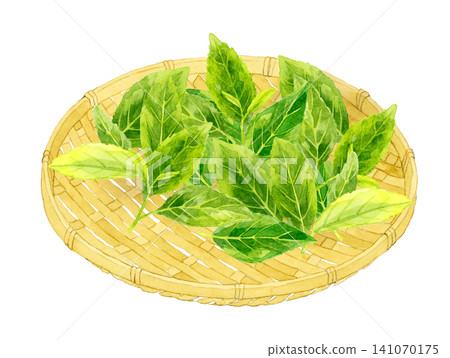 竹篩上的茶葉 - 手繪水彩插畫素材 141070175