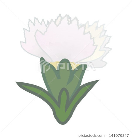 白色石竹花插圖 141070247
