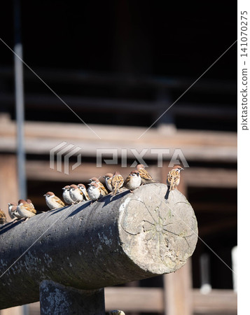 A flock of sparrows taking a break A flock of sparrows taking a break 141070275