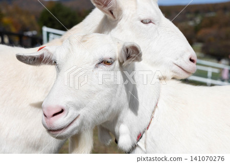 Goats that you can interact with Goats that you can interact with 141070276