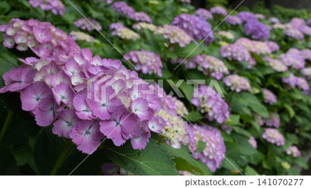 Purple hydrangea 141070277
