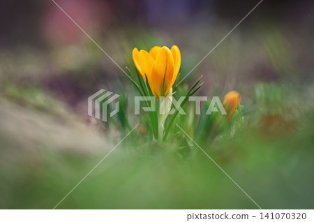 Spring background with flowers. Nature and delicate photo with details of blooming colorful crocuses in spring time.(Crocus vernus) Spring background with flowers. Nature and delicate photo with details of blooming colorful crocuses in spring time.(Crocus vernus) 141070320