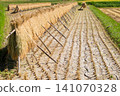 Rice harvesting 141070328