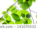 Fresh green cherry leaf 141070332