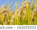 Rice field 141070333