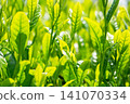 Sprout tea field 141070334
