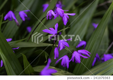 Silane (purple orchid) Silane (purple orchid) 141070363