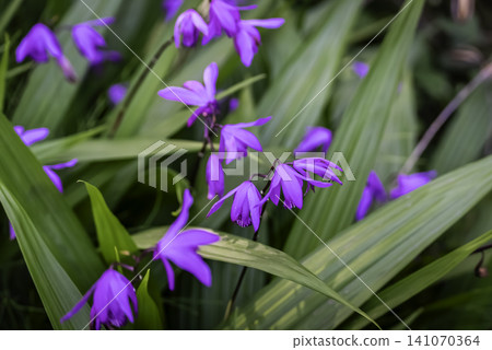 Silane (purple orchid) Silane (purple orchid) 141070364