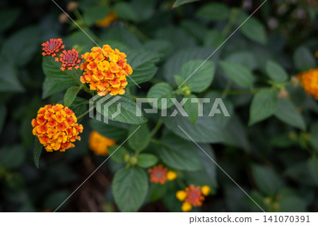 Lantana close-up Lantana close-up 141070391
