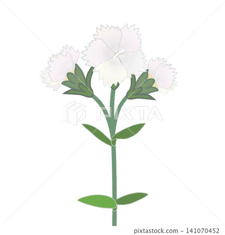 Illustration of a white dianthus Illustration of a white dianthus 141070452
