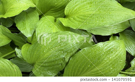 一張植物的照片,美麗的葉子被雨水弄濕了。 一張植物的照片,美麗的葉子被雨水弄濕了。 141070591
