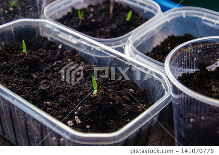 Tiny green seedlings sprout from rich soil in clear plastic containers for planting Tiny green seedlings sprout from rich soil in clear plastic containers for planting 141070778