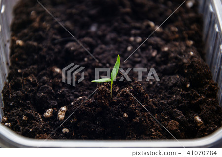 Tiny green seedling emerges from dark soil in a clear container 141070784