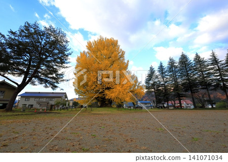 The large ginkgo tree in Furumachi, Minamiaizu Town, turns yellow in autumn / Minamiaizu District, Fukushima Prefecture The large ginkgo tree in Furumachi, Minamiaizu Town, turns yellow in autumn / Minamiaizu District, Fukushima Prefecture 141071034