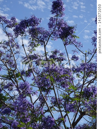 Jacaranda in the blue sky 141071050