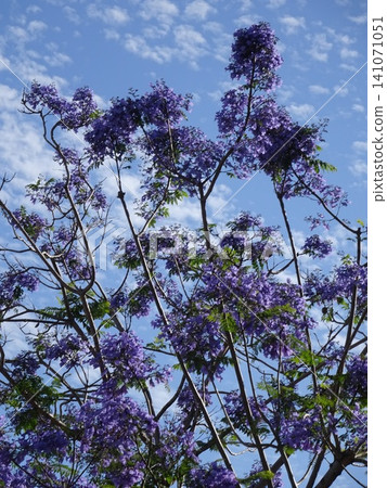Jacaranda flowers, blue sky, and clouds Jacaranda flowers, blue sky, and clouds 141071051