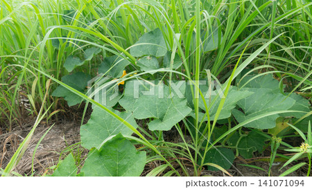 Tight top view shot highlighting dense broad pumpkin leaves. Growing thickly alongside wild green field grasses in a natural garden environment under soft daylight. Tight top view shot highlighting dense broad pumpkin leaves. Growing thickly alongside wild green field grasses in a natural garden environment under soft daylight. 141071094