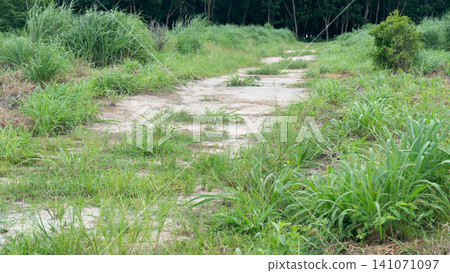 Natural landscape landscape view of a narrow. Weathered dirt road curving into a dense green forest surrounded by tall overgrown grasses under soft daylight. Natural landscape landscape view of a narrow. Weathered dirt road curving into a dense green forest surrounded by tall overgrown grasses under soft daylight. 141071097