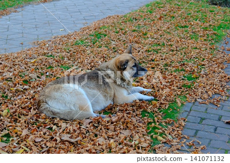 A brown and white dog rests on fallen dry leaves A brown and white dog rests on fallen dry leaves 141071132