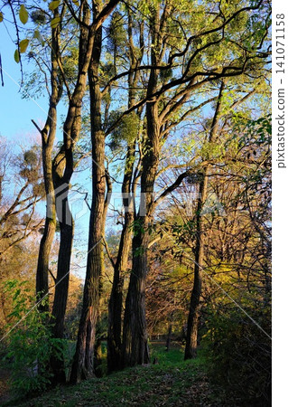 Golden sunlight bathes tall trees and their mistletoe, creating long shadows 141071158