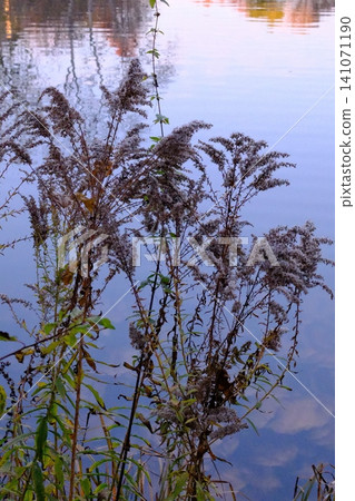 Tall dried plants with fluffy tops grow by calm blue water reflecting trees Tall dried plants with fluffy tops grow by calm blue water reflecting trees 141071190