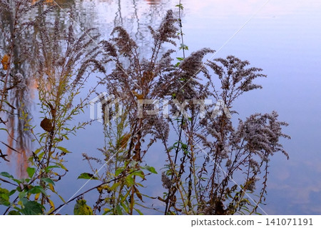 Dried plants with fluffy white seed heads line still pond water. Dried plants with fluffy white seed heads line still pond water. 141071191