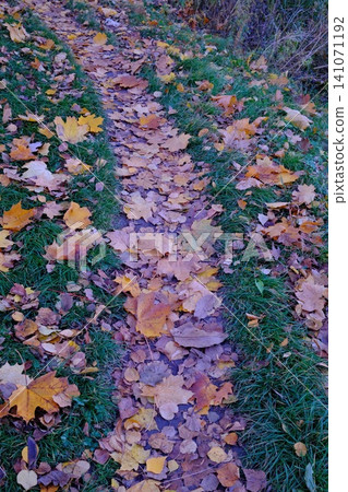 Fallen autumn leaves in shades of yellow, orange, and brown blanket a narrow path Fallen autumn leaves in shades of yellow, orange, and brown blanket a narrow path 141071192