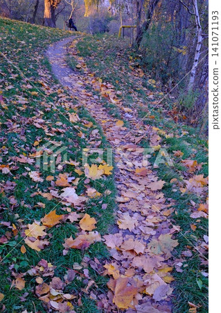 Winding path covered with bright fallen leaves on a green hill, with trees Winding path covered with bright fallen leaves on a green hill, with trees 141071193