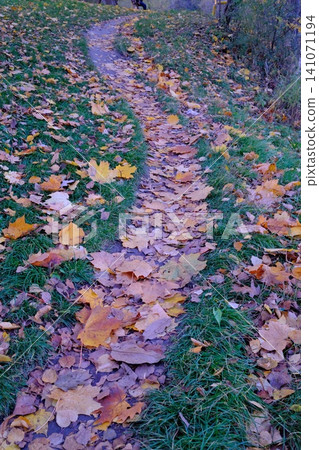 A narrow dirt path winds uphill through green grass, covered by a dense layer of orange A narrow dirt path winds uphill through green grass, covered by a dense layer of orange 141071194