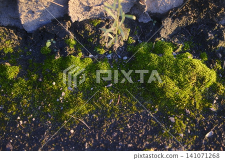 Bright green moss and dark soil grow along a textured stone wall Bright green moss and dark soil grow along a textured stone wall 141071268