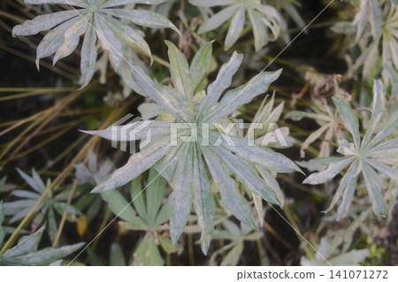 Close-up view of Lupinus Polyphyllus plant showing pale green leaves Close-up view of Lupinus Polyphyllus plant showing pale green leaves 141071272