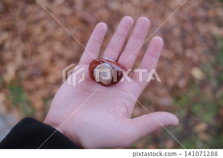 Hand holds shiny conker; blurred leaf background Hand holds shiny conker; blurred leaf background 141071288