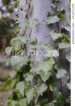 Ivy wraps around a concrete pillar Ivy wraps around a concrete pillar 141071295