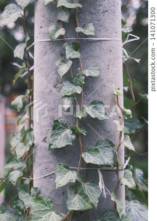 Ivy winds up a gray concrete utility pole Ivy winds up a gray concrete utility pole 141071300